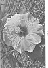 Hibiscus%20rosa-sinensis%20%27DUP-CJSS%27