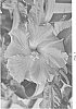 Hibiscus%20rosa-sinensis%20%27DUP-NEB%27