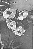 Hibiscus%20rosa-sinensis%20%27DUP-MMS%27