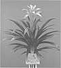 Guzmania%20hybrid%20%27Schieli%27