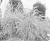 Pennisetum%20setaceum%20%27Cherry%20Sparkler%27