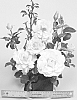 Rosa%20hybrida%20%27WEKdidusinra%27