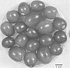Vaccinium%20macrocarpon%20Ait.%20%27CNJ95-20-20%27
