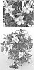 Mandevilla%20splendens%20%27FG1PK%27