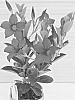 Mandevilla%20hybrida%20%27Alegnuflor704%27