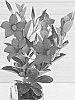 Mandevilla%20hybrida%20%27Alegnuflor704%27