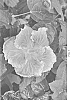 Hibiscus%20rosa-sinensis%20%27DUP-VOI%27