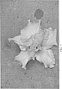 Hibiscus%20rosa-sinensis%20%27DUP-NPK%27