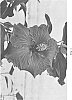 Hibiscus%20rosa-sinensis%20%27DUP-BLKD%27