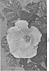 Hibiscus%20rosa-sinensis%20%27DUP-DXL%27