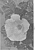 Hibiscus%20rosa-sinensis%20%27DUP-DXL%27