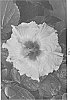 Hibiscus%20rosa-sinensis%20%27DUP-CJS%27