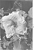 Hibiscus%20rosa-sinensis%20%27DUP-BLDS%27