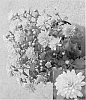 Chrysanthemum%20x%20morifolium%20%27Synjac%20Pinka%27