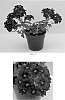 Verbena%20x%20hybrida%20%27Balazvelu%27