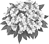 Impatiens%20hawkeri%20%27Fidimpredbico%27