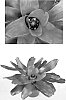 %28Neoregelia%20carolinae%20x%20Neoregelia%20princeps%29%20x%20Neoregelia%20princeps%20%27Amazonas%27