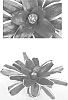Neoregelia%20carolinae%20x%20Neoregelia%20concentrica%20%27Charisma%27