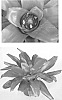 Neoregelia%20princeps%20x%20%28Neoregelia%20hydrid%20x%20Neoregelia%20carolinae%29%20%27Romance%27