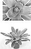 Neoregelia%20carolinae%20x%20Neoregelia%20meyenoorfii%20%27Valentines%27