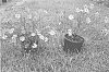 Coreopsis%20verticillata%20%27Novcorcar%27