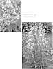 Penstemon%20spp.%20%27Blueberry%20Taffy%27