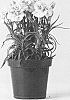 Carnation%20plant%20named%20%27CFPC%20Ohana%27