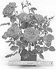 Rosa%20hybrida%20%27WEKcharlie%27