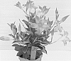 Mandevilla%20hybrida%20%27Alegnuflor702%27