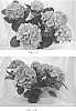 Hydrangea%20macrophylla%20%28Thunb.%29%20%27Galilee%27