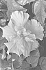 Hibiscus%20rosa-sinensis%20%27DUP-SWPK%27