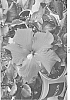 Hibiscus%20rosa-sinensis%20%27DUP-LVS%27