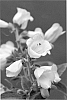 Digitalis%20purpurea%20subsp.%20heywoodii%20x%20Digitalis%20purpurea%20alba%20peloric%20form%C3%A2%E2%82%AC%C2%B2%20%27Wedding%20Bells%27