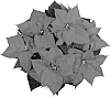 Euphorbia%20pulcherrima%20%27NPCW10158%27