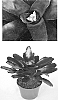%28Neoregelia%20schultesiana%20x%20Neoregelia%20compacta%29%20x%20Neoregelia%20chlorosticta%20%27Elwood%27