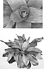 Neoregelia%20macrosephala%20x%20Neoregelia%20carolinae%20%27Flirting%27