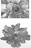 Noregelia%20hybrid%20x%20%28Neoregelia%20carcharodon%20x%20Neoregelia%20carolinae%29%20%27Seduction%27