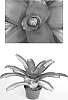 Neoregelia%20carolinae%20x%20Neoregelia%20concentrica%20%27Mendoza%27