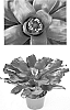 Neoregelia%20%27Takamura%20Princeps%27%20x%20Neoregelia%20hybrid%20%27Purple%20Passion%27