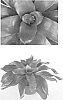 Neoregelia%20carolinae%20x%20Neoregelia%20macrosepala%20%27Malbec%27