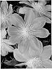Clematis%20plant%20named%20%27Irene%27