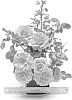 Rosa%20hybrida%20%27HARpageant%27