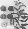Prunus%20persica%20%27Supechseventeen%27