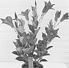 Mandevilla%20hybrida%20%27ALEGNUFLOR711%27