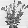 Mandevilla%20hybrida%20%27ALEGNUFLOR711%27
