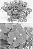 Catharanthus%20roseus%20%27Sunnichiroin%27