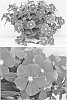Catharanthus%20roseus%20%27Sunnichiroin%27