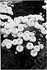 Leucanthemum%20hybrid%20%27Engelina%27