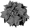 Euphorbia%20pulcherrima%20Willd.%20ex%20Klotzsch%20%27NPCW10164%27