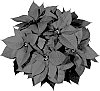 Euphorbia%20pulcherrima%20Willd.%20ex%20Klotzsch%20%27NPCW10164%27